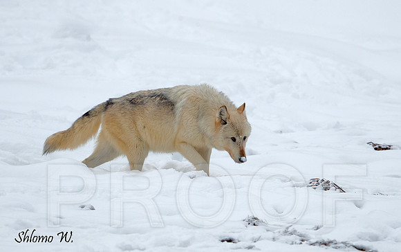 Wolf , alpha female