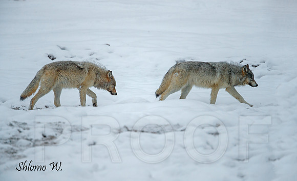 Wolf