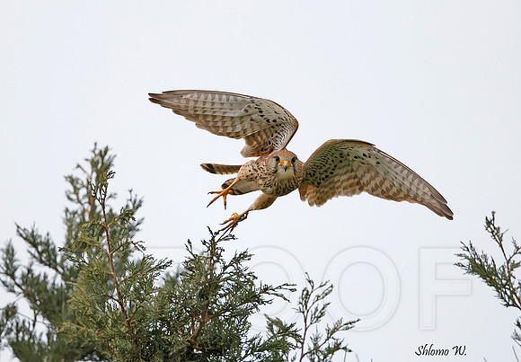 Common Kestrel