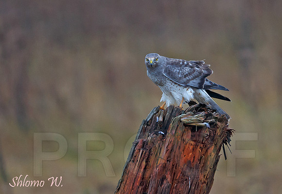 Northern Harrier