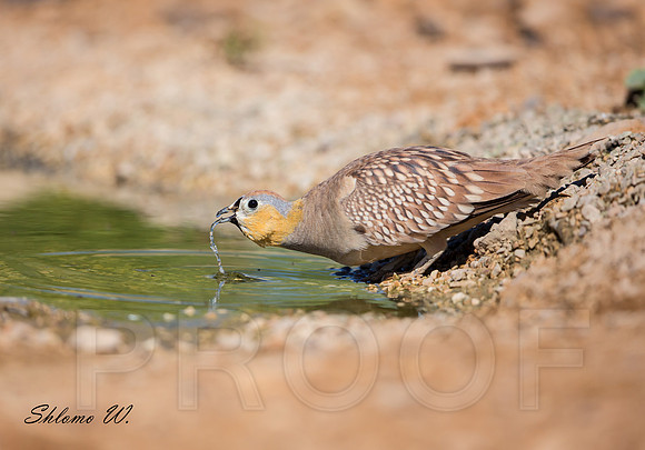 Crowned Sandgrouse