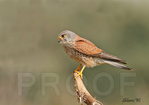 Common Kestrel