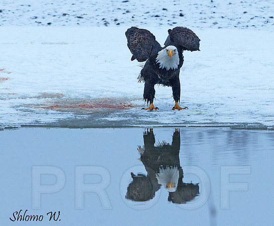 Bald Eagle