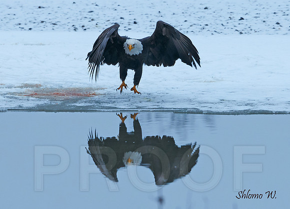 Bald Eagle