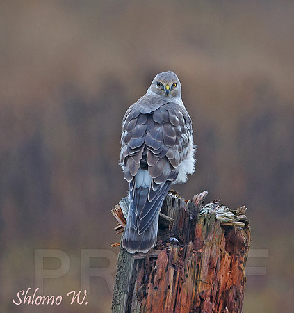 Northern Harrier