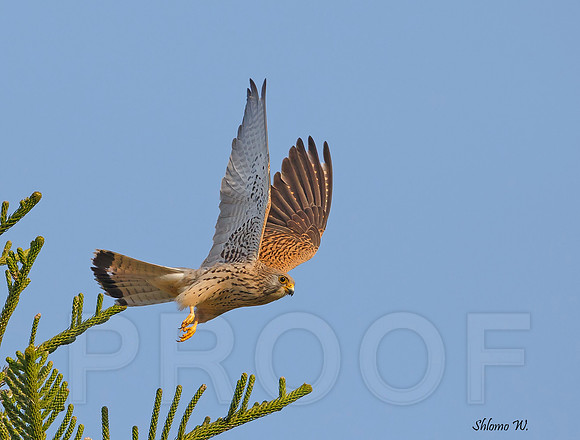 Lesser Kestrel