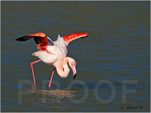 Flamingo