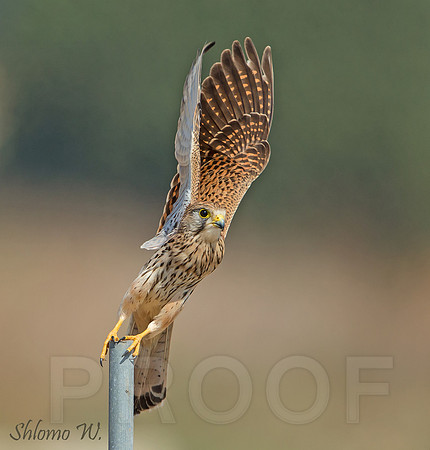 Common Kestrel