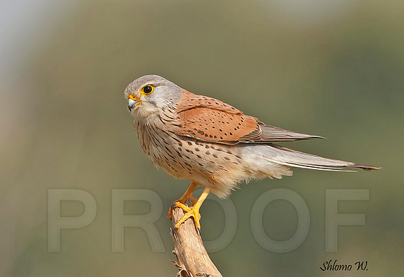 Common Kestrel