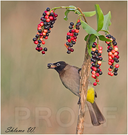 Bulbul
