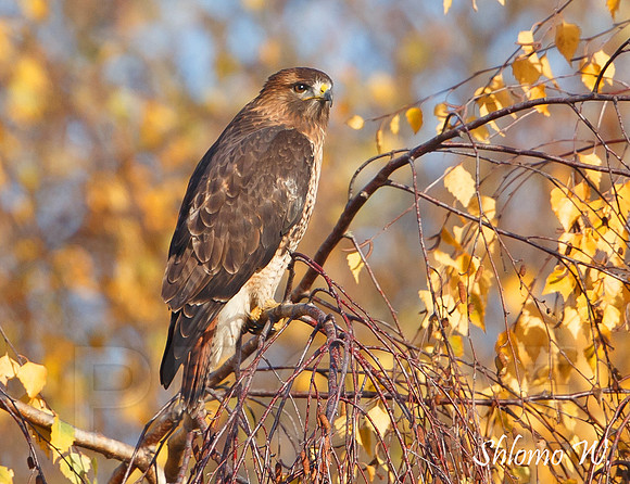 Red tailed Hawk