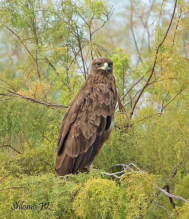Spotted Eagle