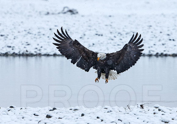 Bald Eagle