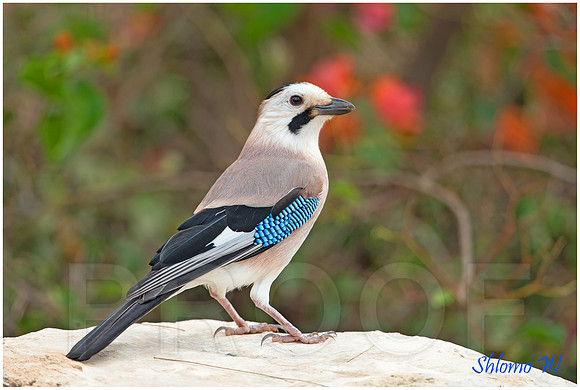 Jay