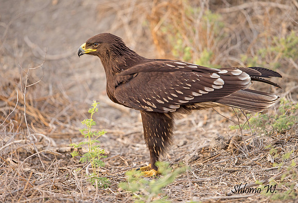 Spotted Eagle