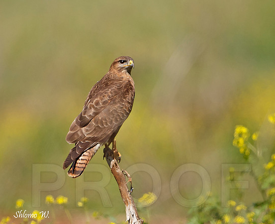 Common Buzzard