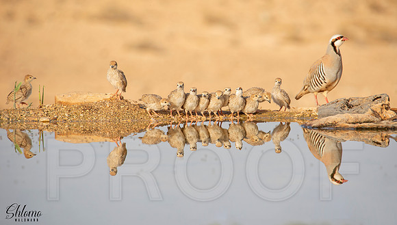 Chukar with Juveniles