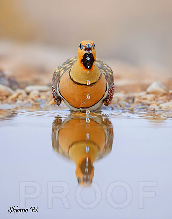 Pin-tailed Sandgrouse