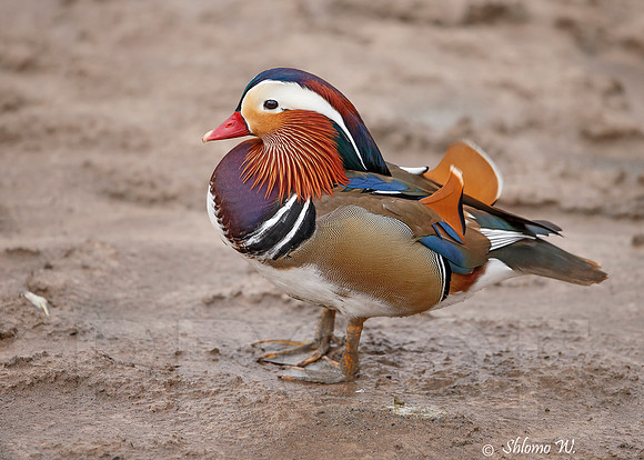 Mandarin Duck