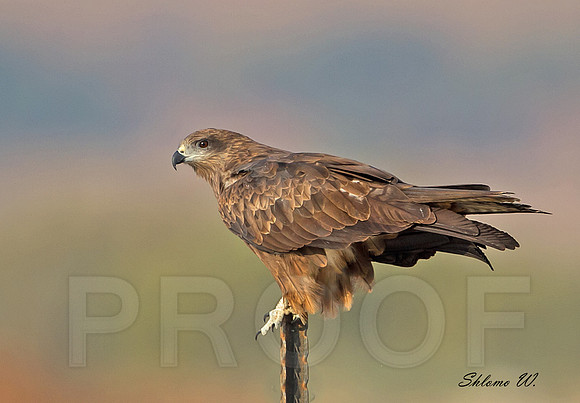 Black Kite