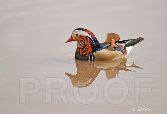 Mandarin Duck