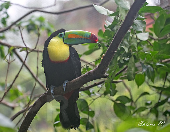 Kill-Billed Toucan