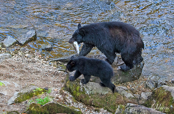 Black Bear feeding cub