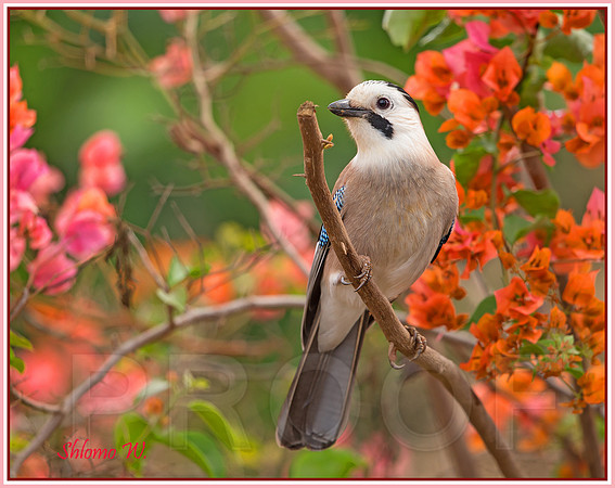 Jay