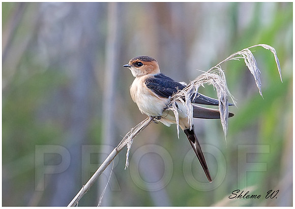 Red Rumped Swallow