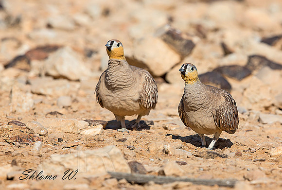 Pair of Crowned Sandgrouse