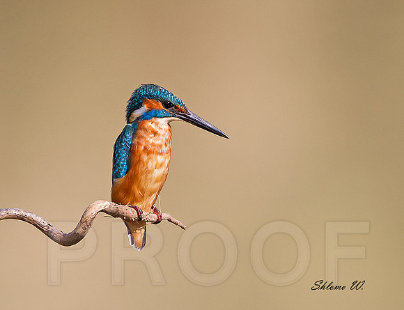 Common Kingfisher