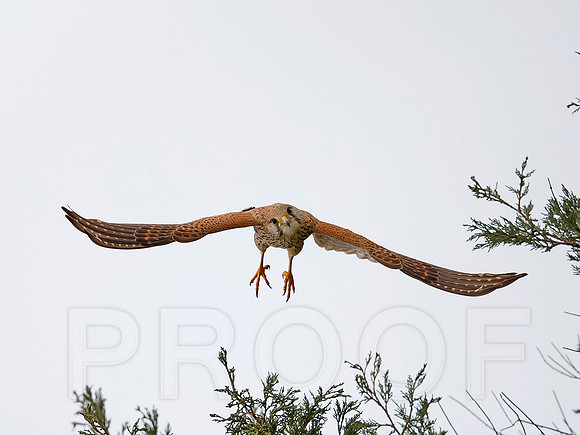 Common Kestrel