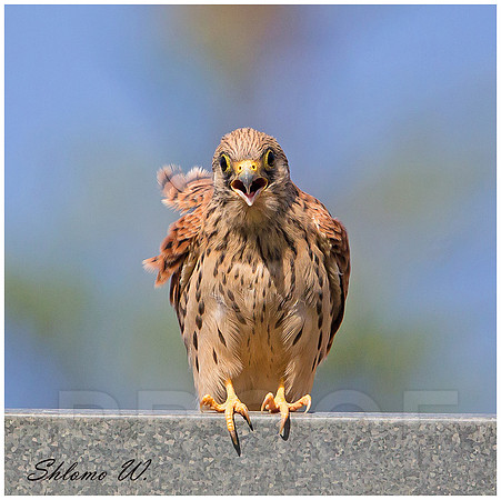 Juvenile of Lesser Kestrel