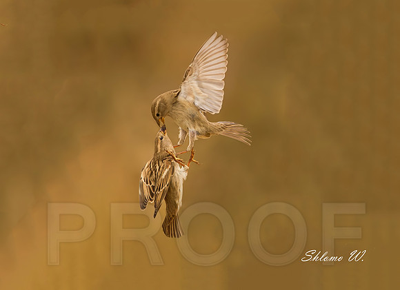 Spanish Sparrow