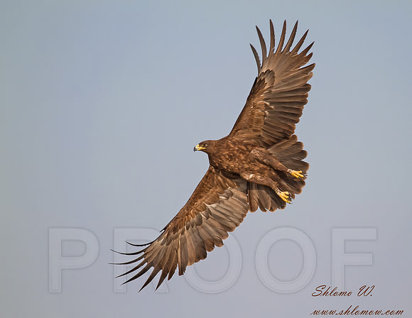 Spotted Eagle