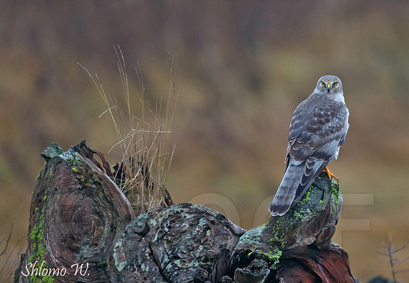 Northern Harrier