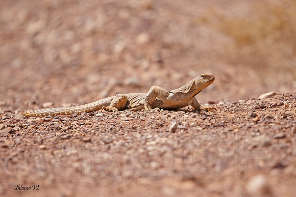 Egyptian spiny-tailed lizard