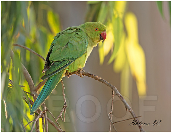 Rose-ringed Parakeet