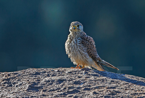 Common Kestrel