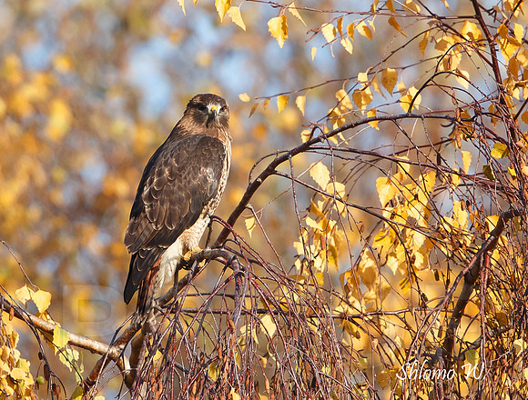 Red tailed Hawk