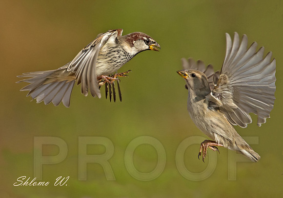 Spanish Sparrow