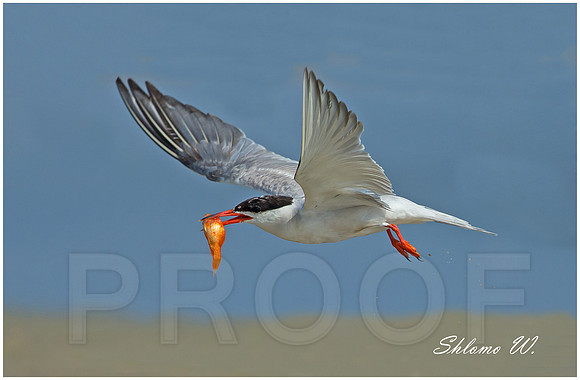Common Tern
