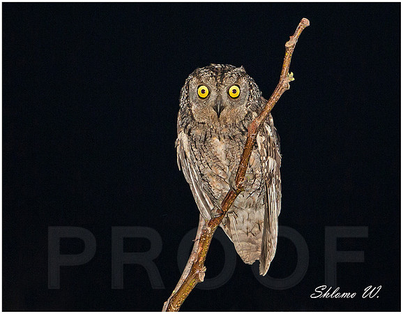Scops Owl