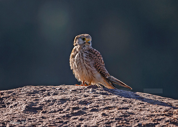 Common Kestrel