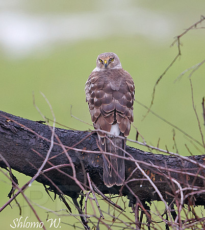 Northern Harrier