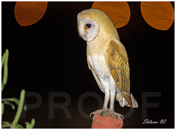 Barn Owl