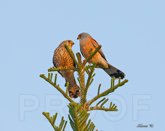 Lesser Kestrel - Pair
