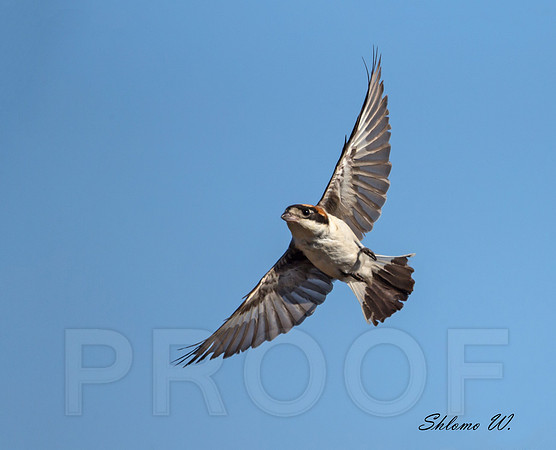Red backed Shrike