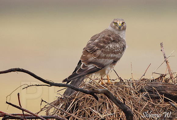 Northern Harrier