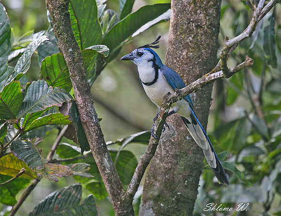 White-throated Magpie-jay
